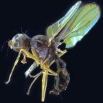 Sepsidae-000078-tibialis