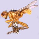 Sepsidae-000086-melanota