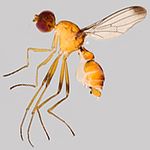 Sepsidae-000091-simplicicrus