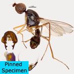 Sepsidae-000194-hennigi