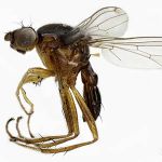 Sepsidae-000224-ephippium