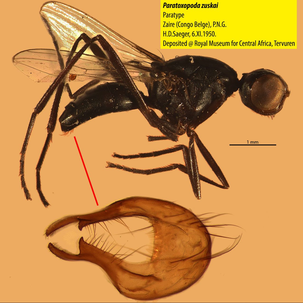 Specimen Photo Medium Resolution