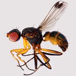 Sepsidae-000214-biflexuosa