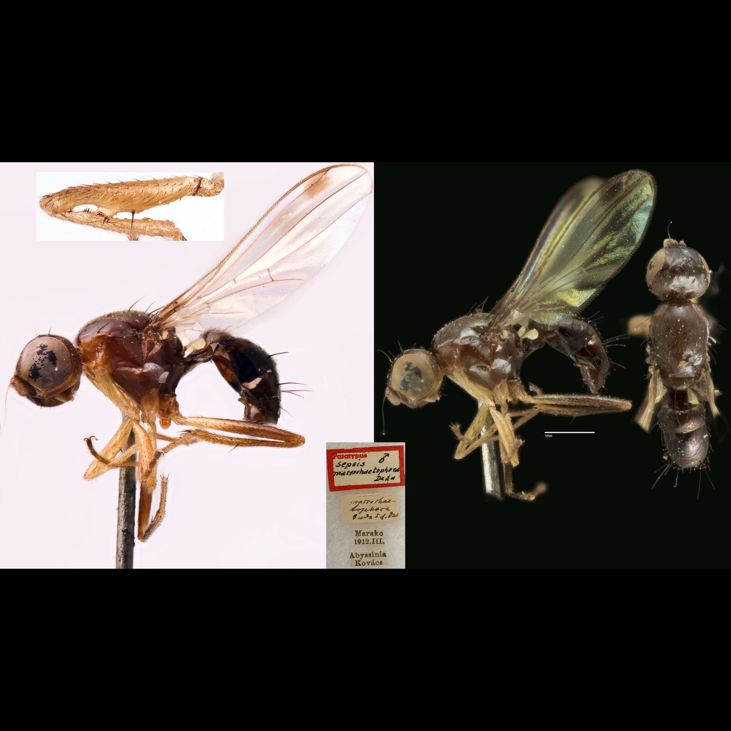 Specimen Photo Medium Resolution