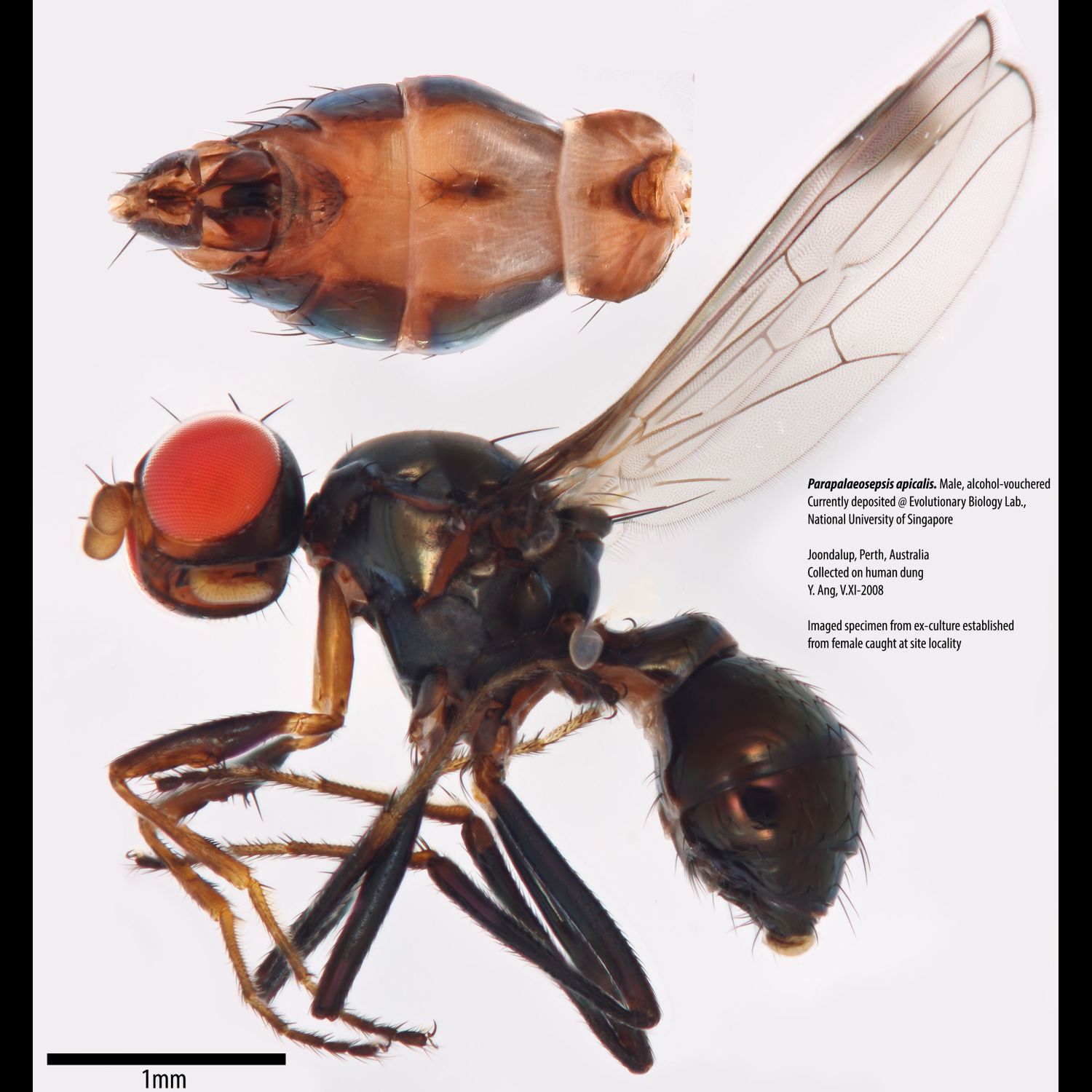 Specimen Photo Medium Resolution