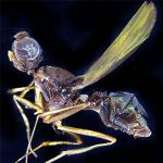 Sepsidae-000069-pseudotibialis