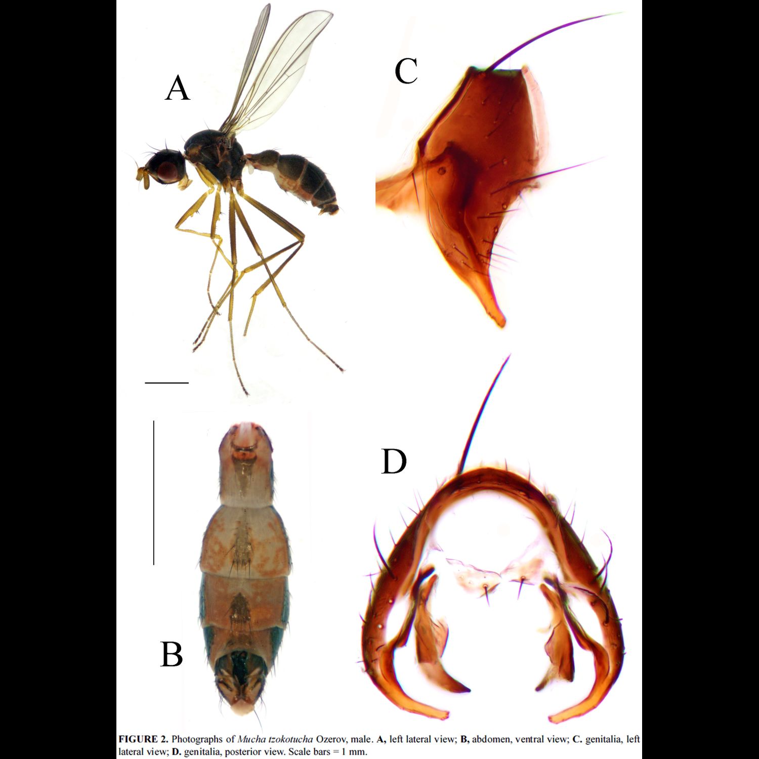 Specimen Photo Medium Resolution