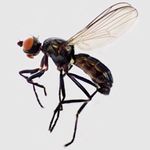 Sepsidae-000306-lucida