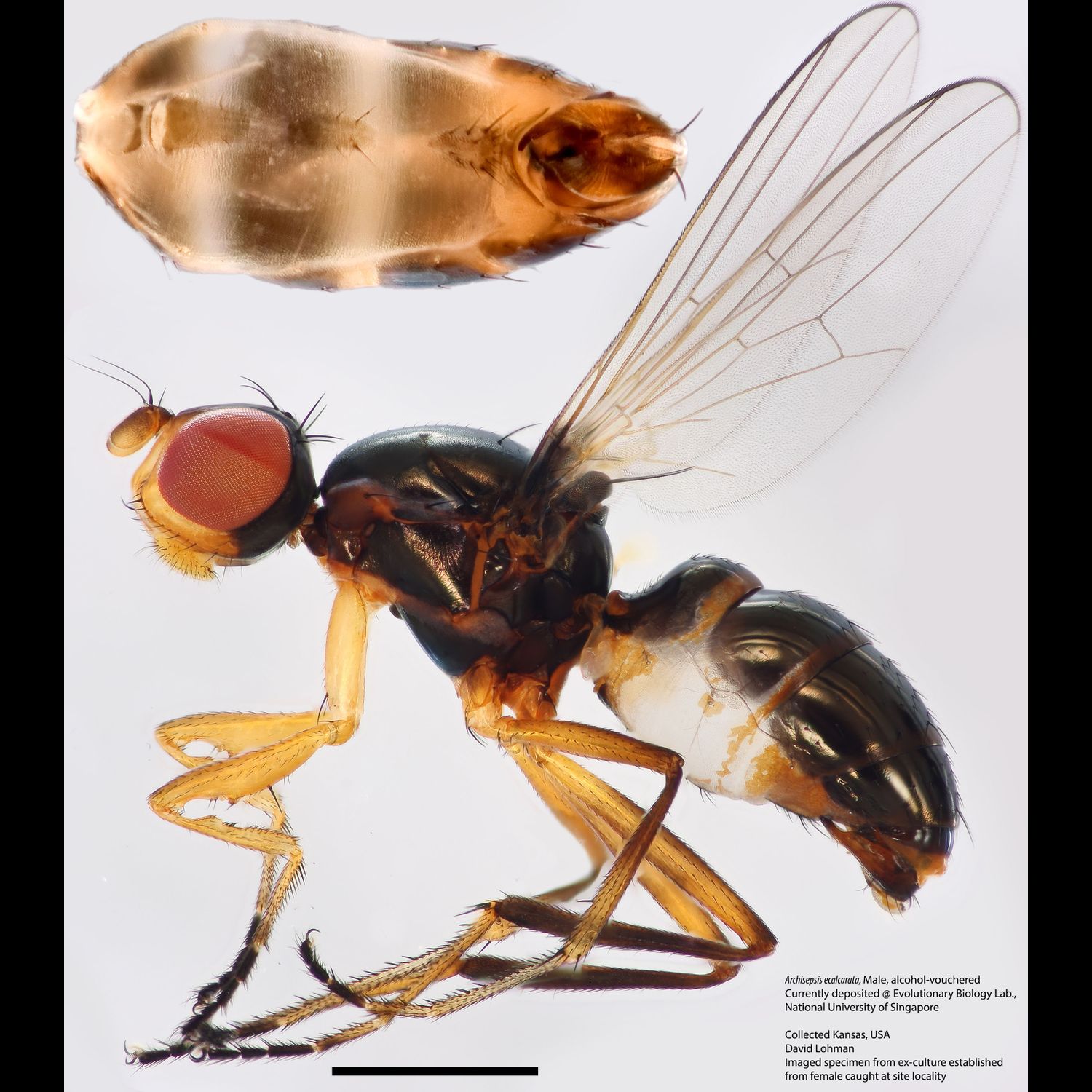 Specimen Photo Medium Resolution