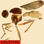 Sepsidae-000090-ruwenzoriensis