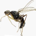 Sepsidae-000266-ozerovi