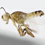 Sepsidae-000200-bezzii