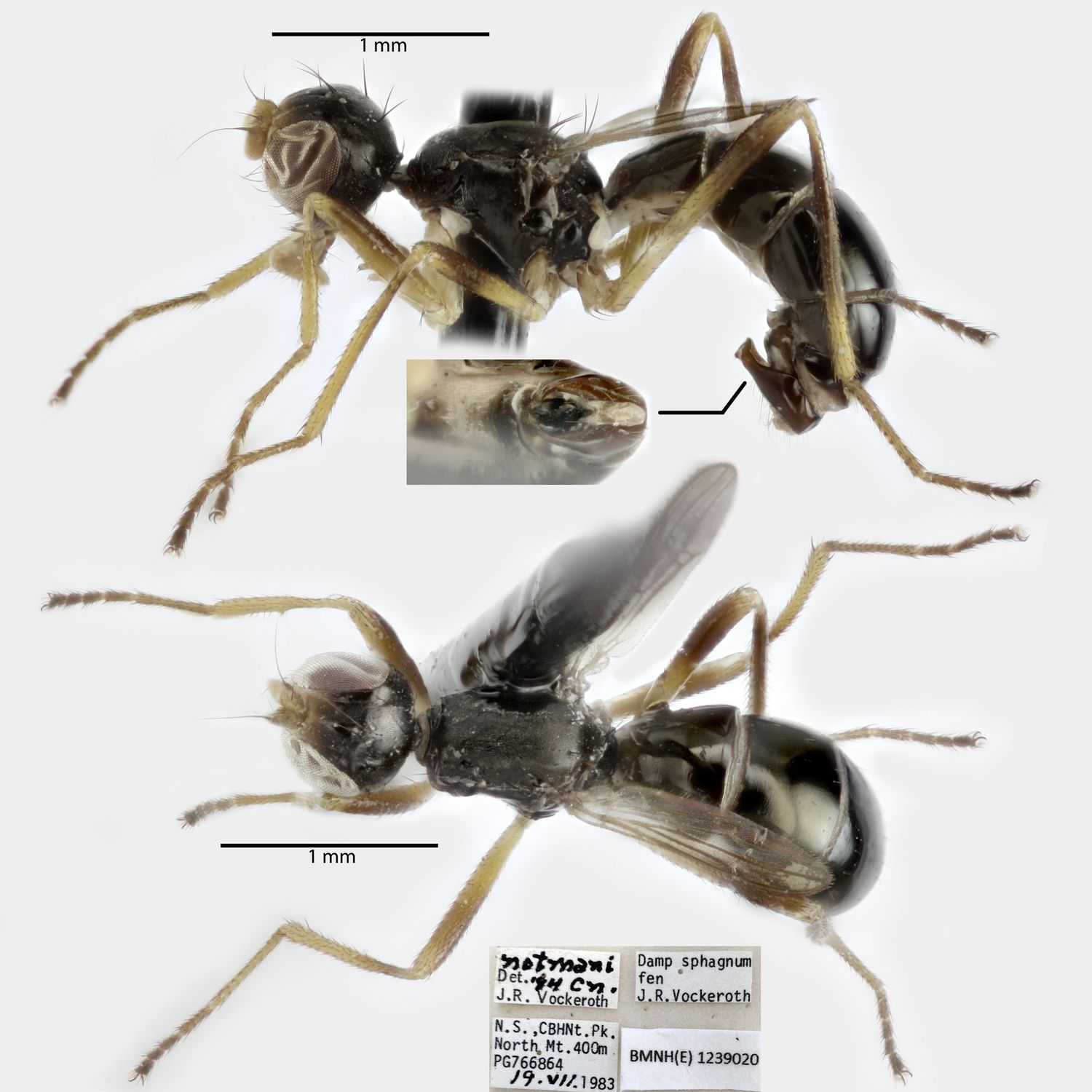 Specimen Photo Medium Resolution