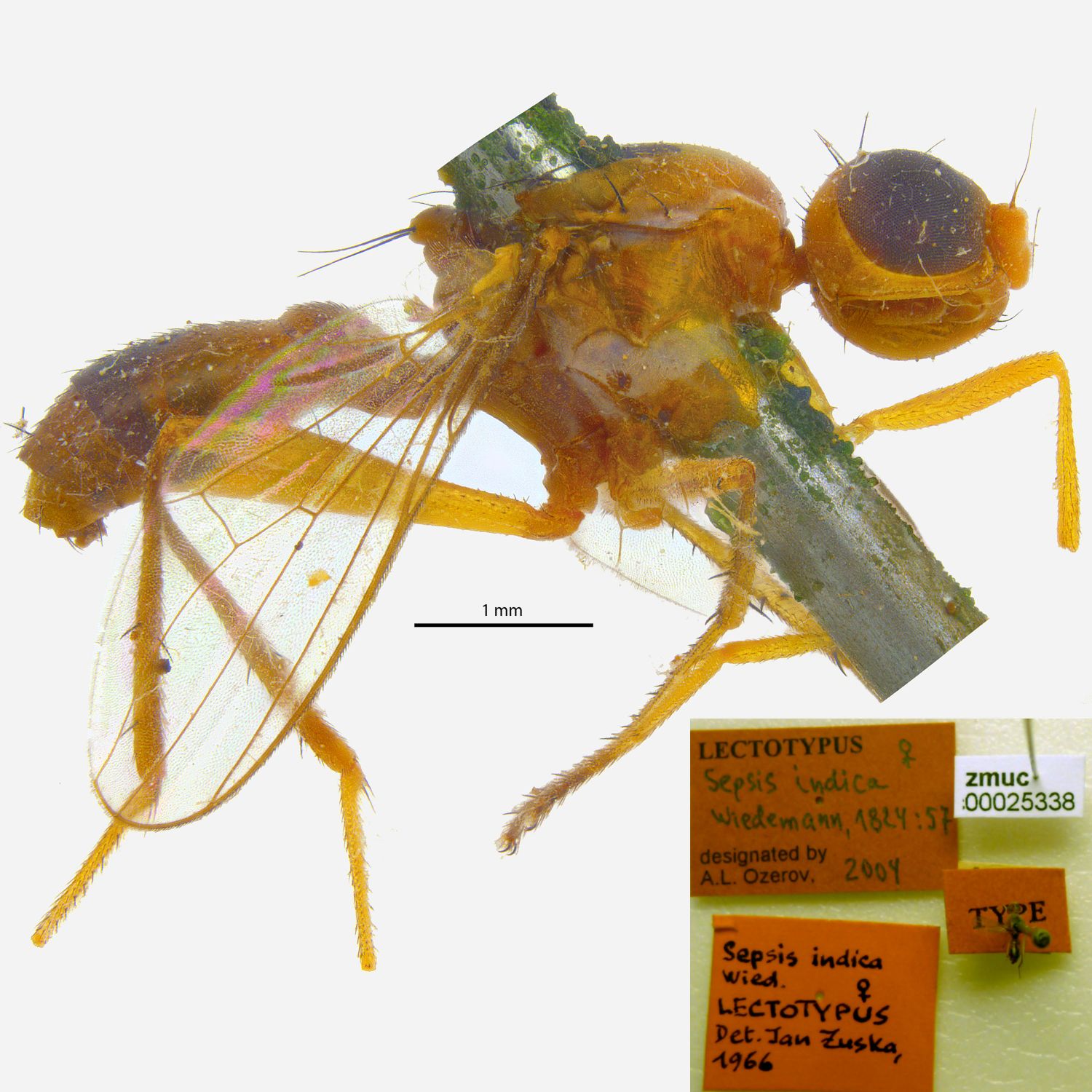 Specimen Photo Medium Resolution