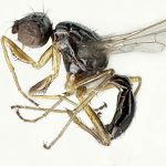 Sepsidae-000225-erocha