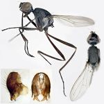 Sepsidae-000339-nigrifoveata