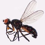 Sepsidae-000313-minor