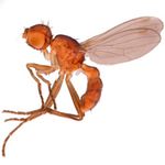 Sepsidae-000258-neglecta