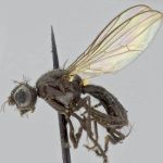 Sepsidae-000304-latitarsata