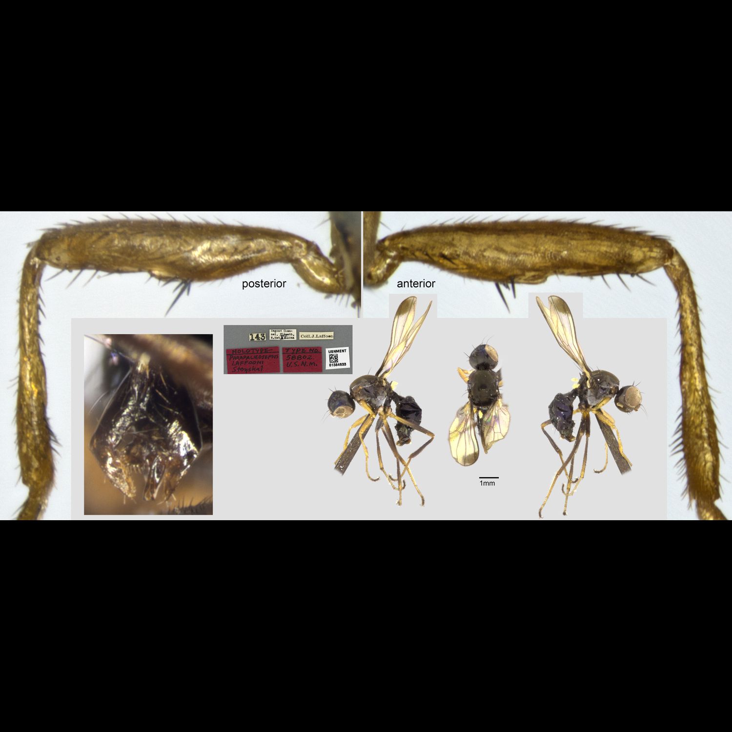 Specimen Photo Medium Resolution