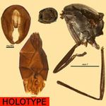 Sepsidae-000328-ainne