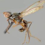 Sepsidae-000248-lindneri