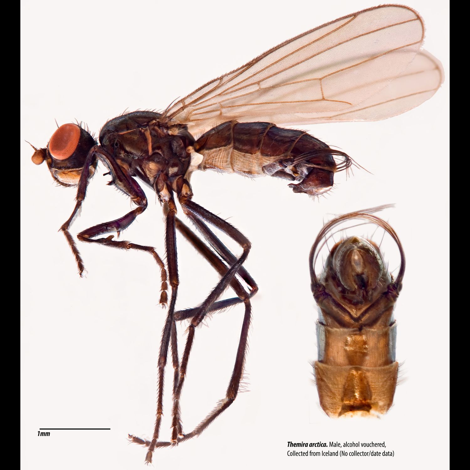 Specimen Photo Medium Resolution