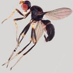 Sepsidae-000199-nigricoxa