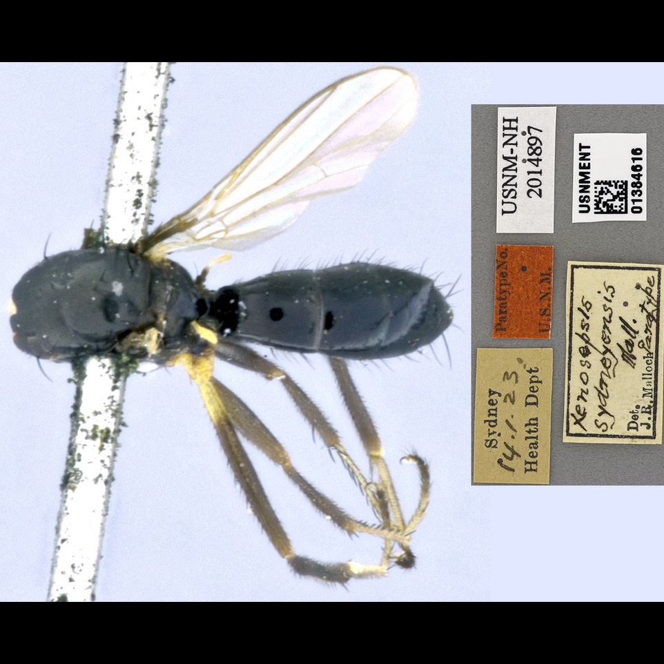 Specimen Photo Medium Resolution