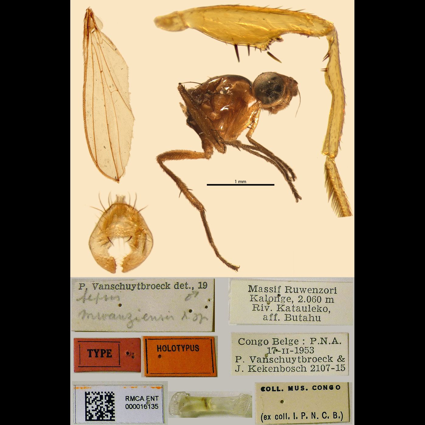 Specimen Photo Medium Resolution