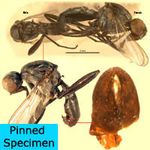 Sepsidae-000332-bequaerti