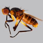 Sepsidae-000204-sphondylii