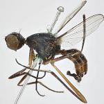 Sepsidae-000179-magna