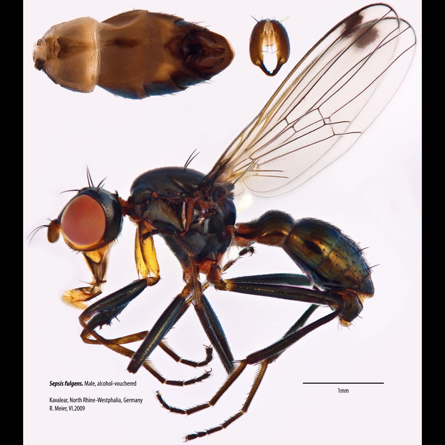 Specimen Photo Medium Resolution