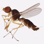 Sepsidae-000050-crinita