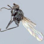 Sepsidae-000324-seticrus