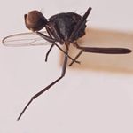 Sepsidae-000166-akuminamoya