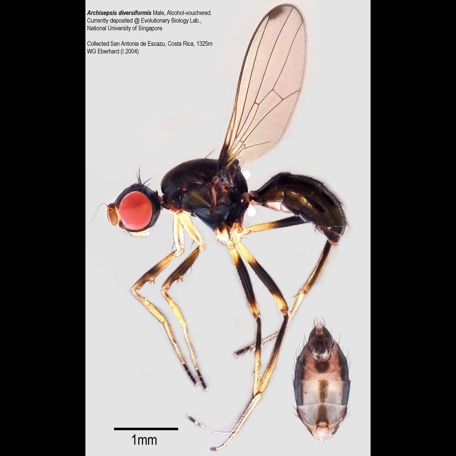 Specimen Photo Medium Resolution