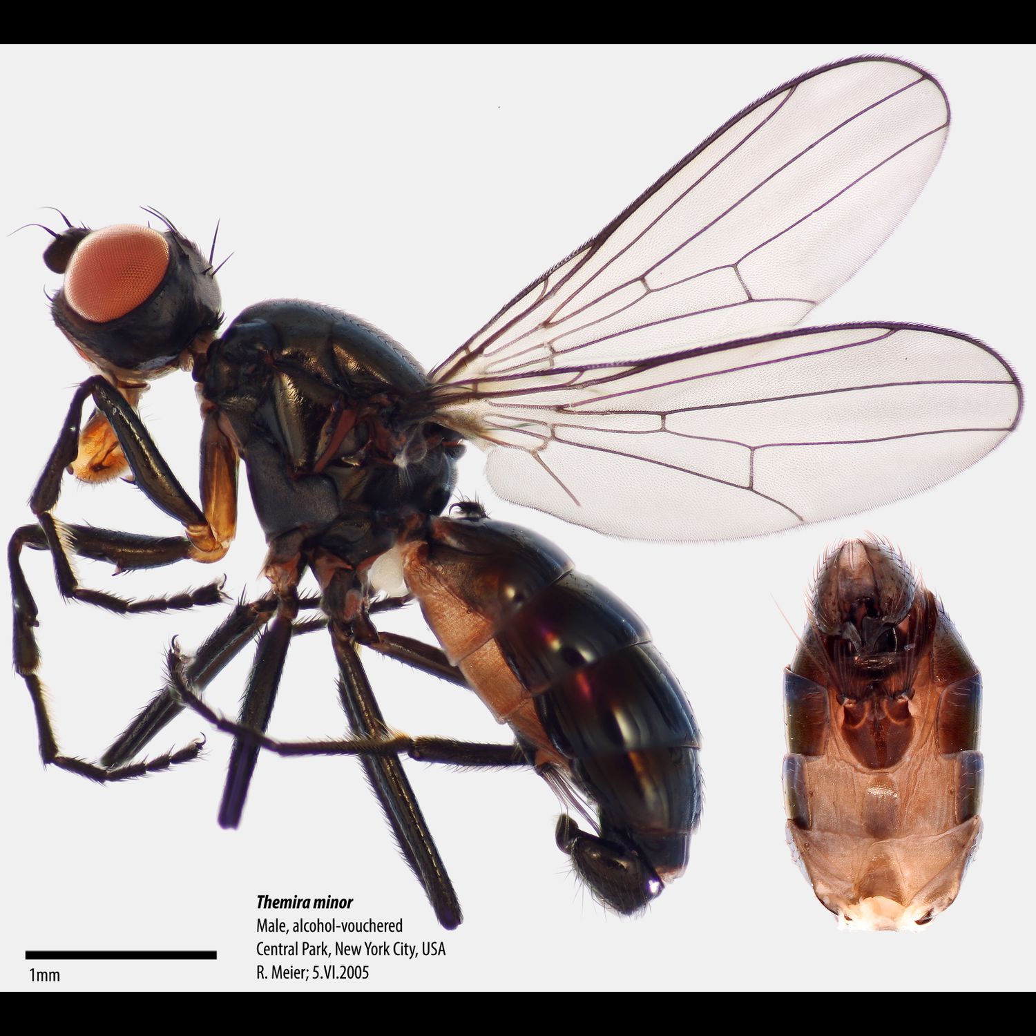 Specimen Photo Medium Resolution