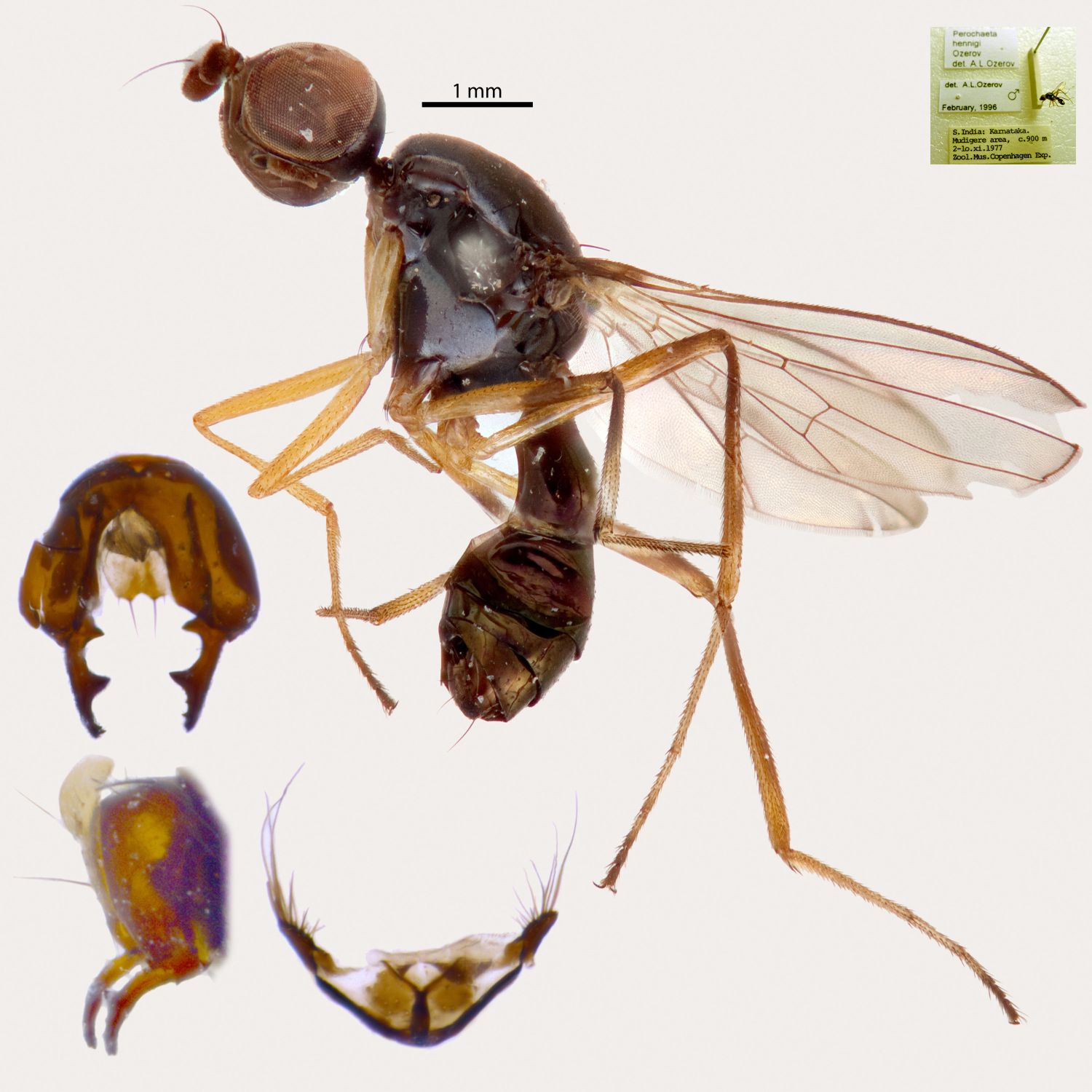 Specimen Photo Medium Resolution