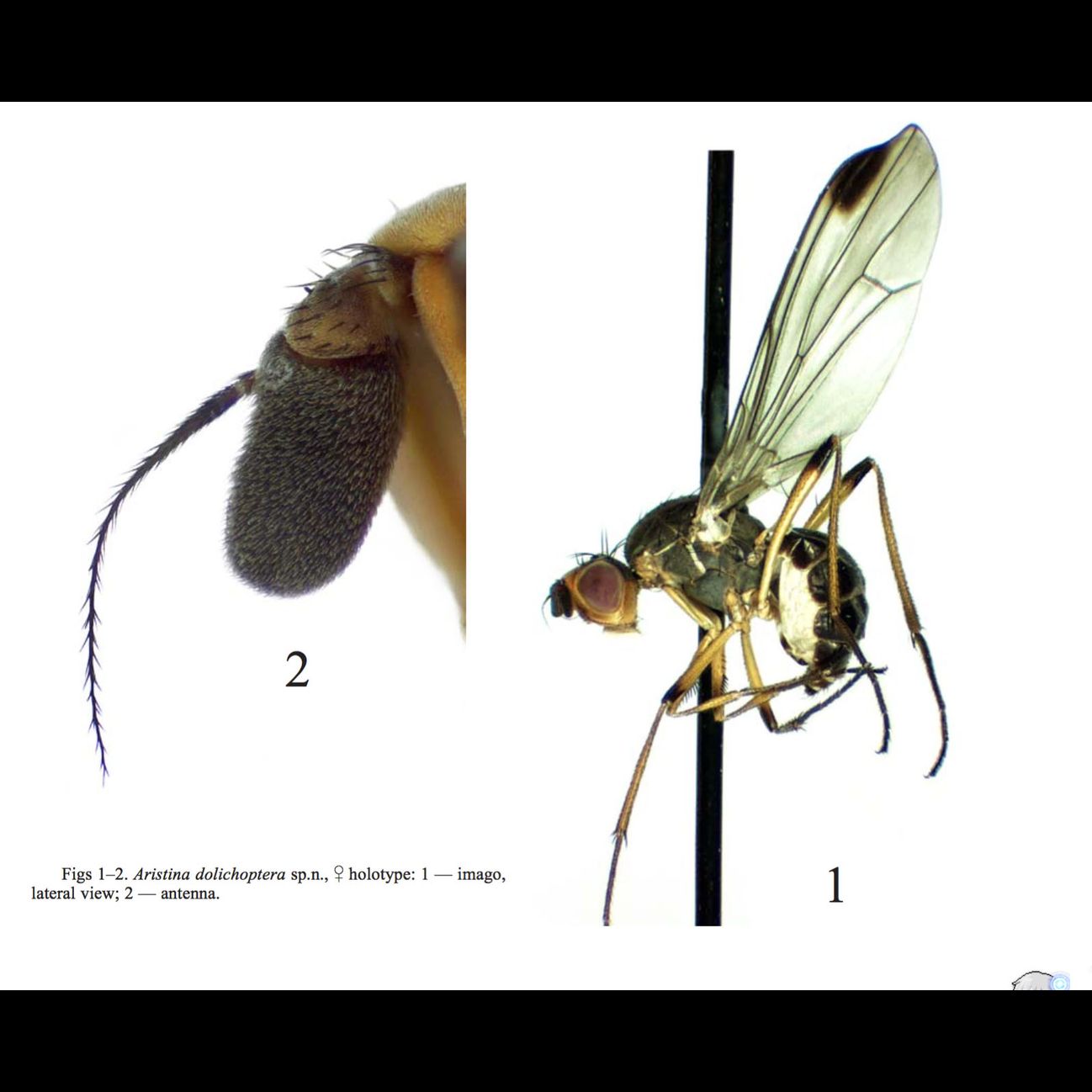 Specimen Photo Medium Resolution