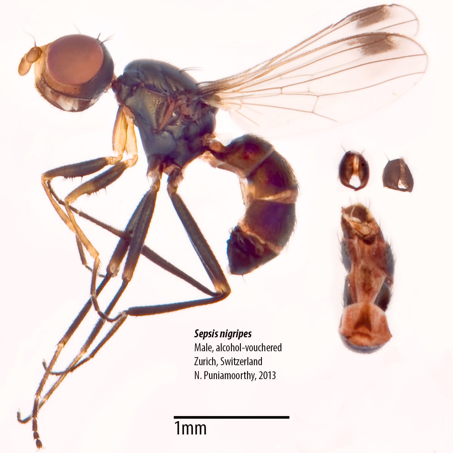 Specimen Photo Medium Resolution