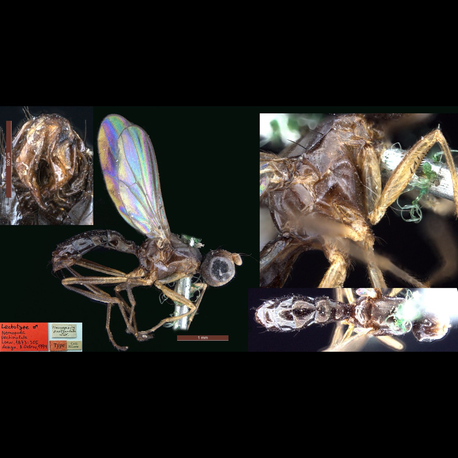 Specimen Photo Medium Resolution