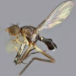 Sepsidae-000114-trispinifer