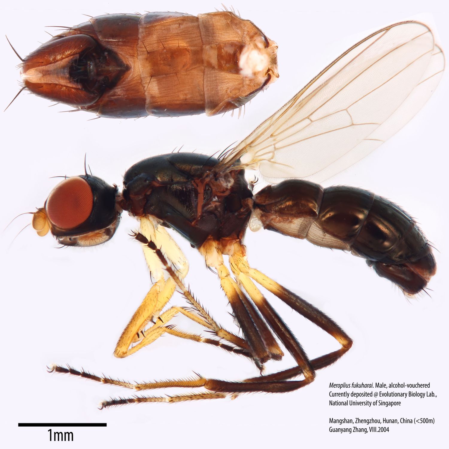 Specimen Photo Medium Resolution