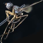 Sepsidae-000117-vittatus