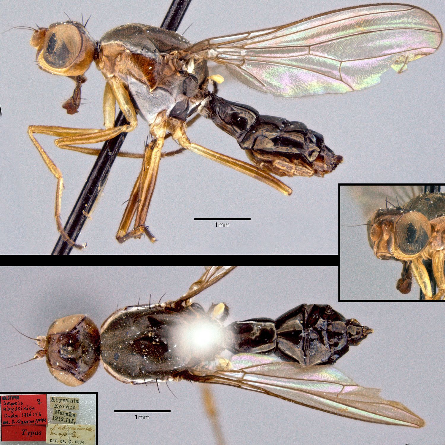 Specimen Photo Medium Resolution