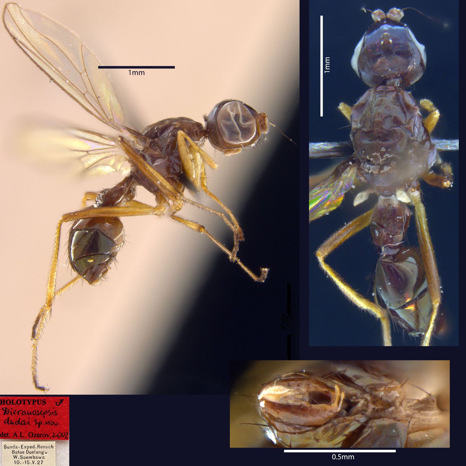 Specimen Photo Medium Resolution