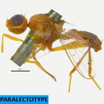 Sepsidae-000019-indica