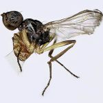 Sepsidae-000115-unispinifer